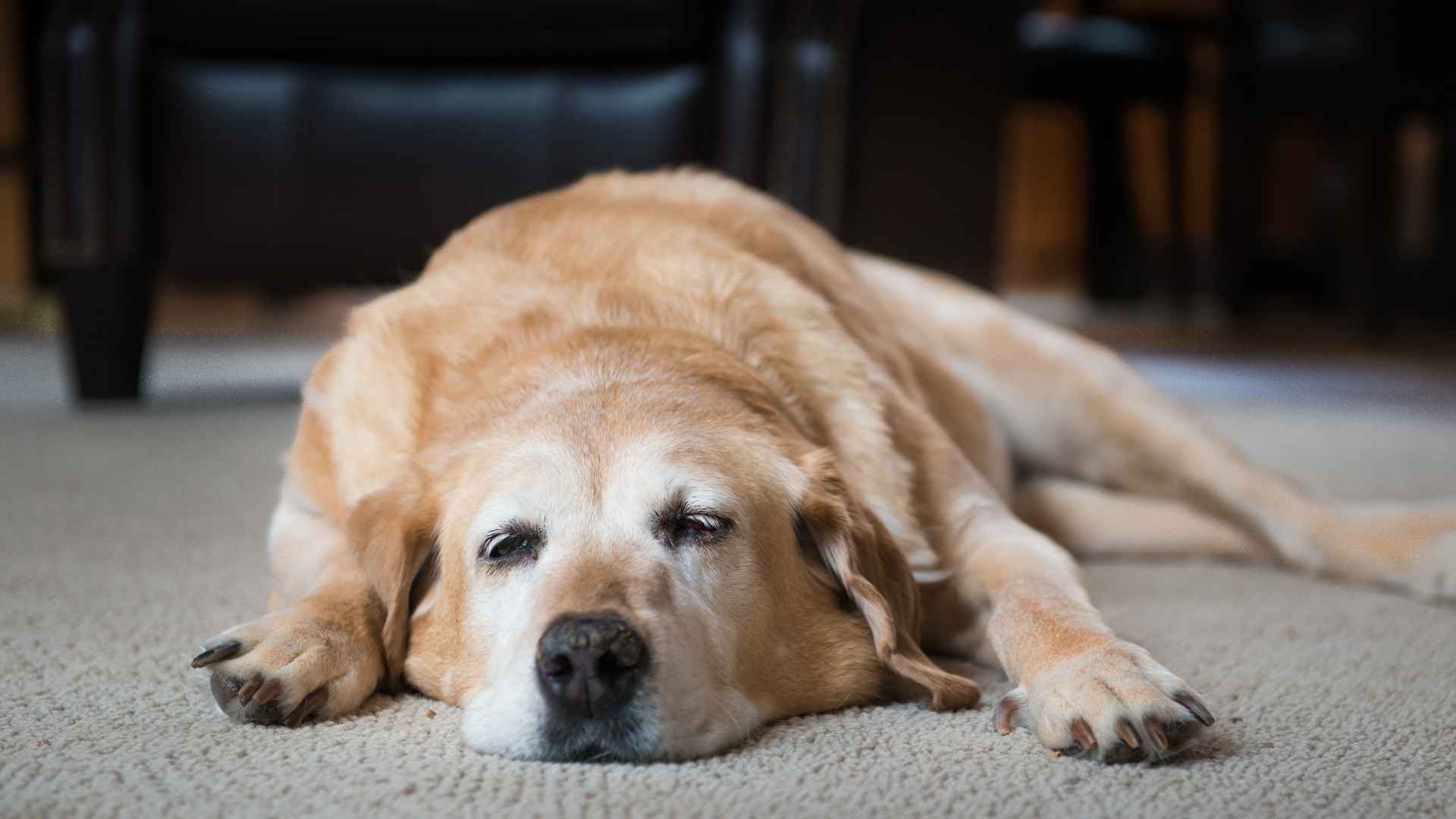 9 Loudest Snoring Dog Breeds That Could Shake the House