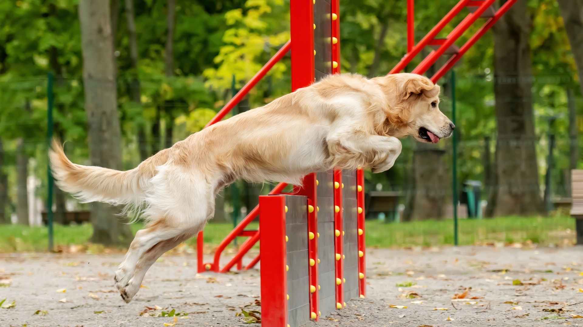 7 Most Agile and Athletic Dog Breeds with a Long Lifespan