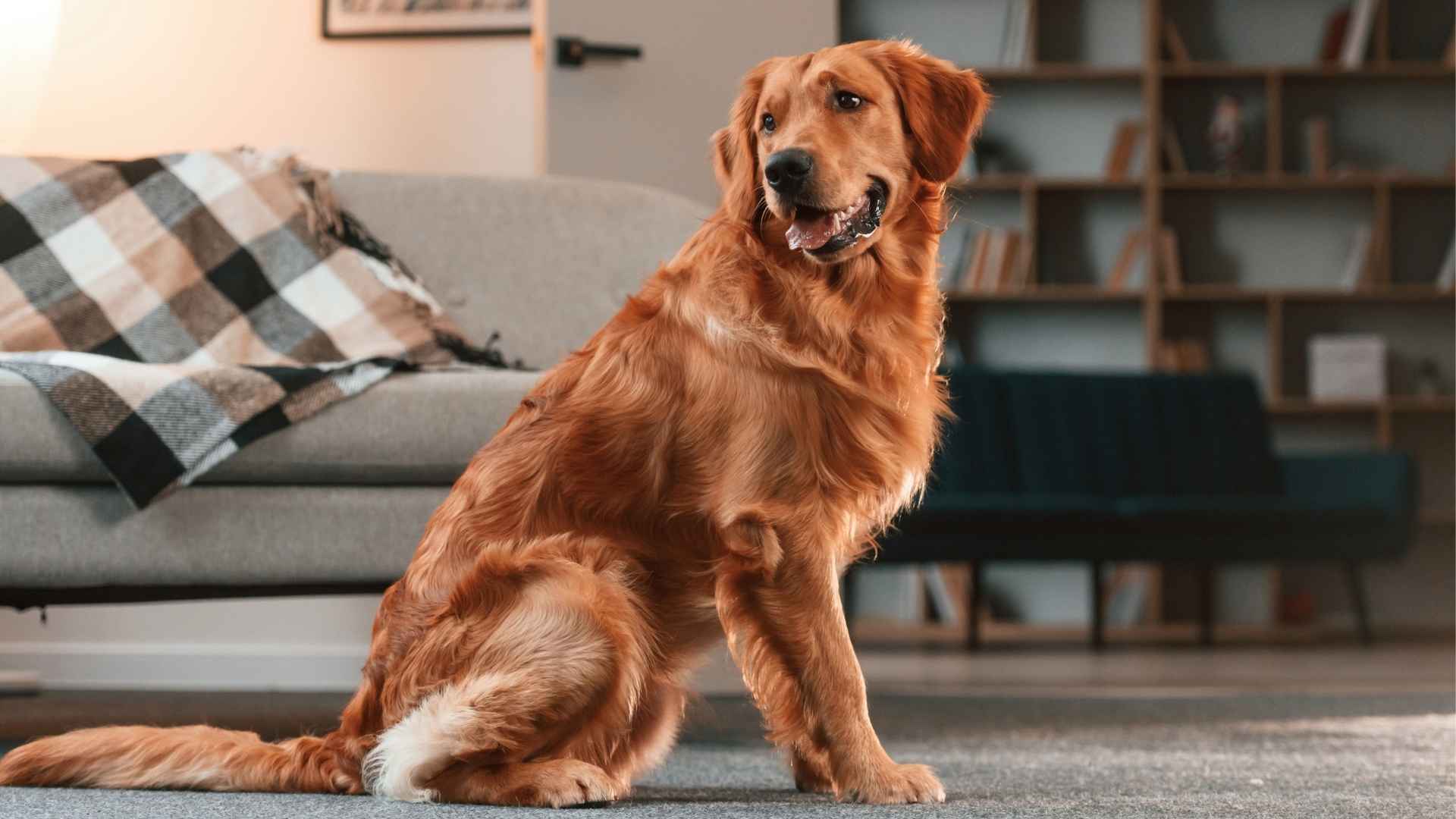 9 Low-Shedding Dog Breeds for Clean Homes