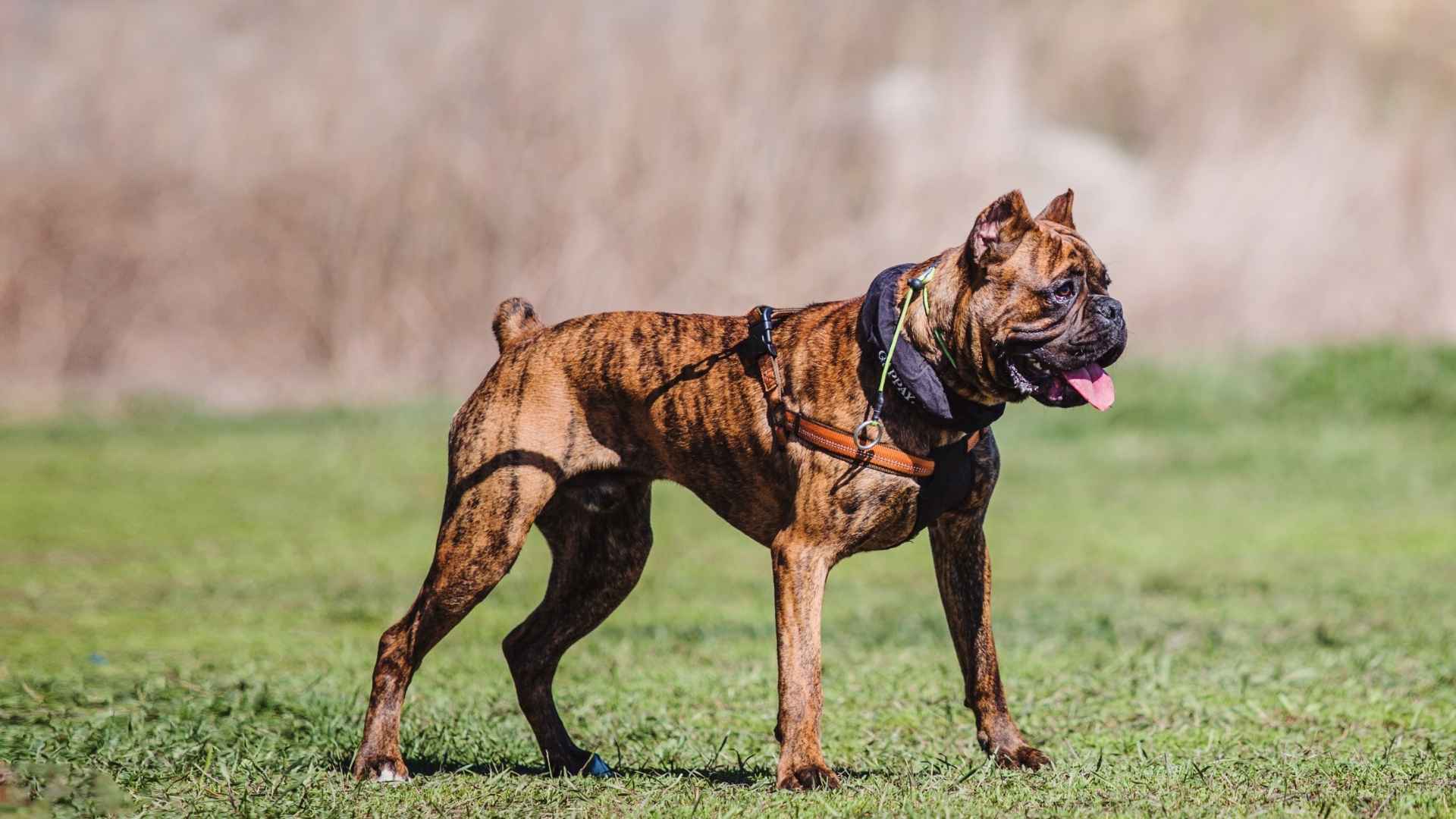 9 Low Tracking Instinct Dog Breeds That Won’t Have You Chasing Trails