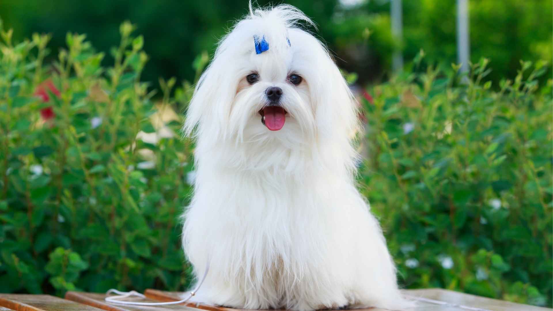 9 Most Adorable Dog Breeds That'll Melt Your Heart
