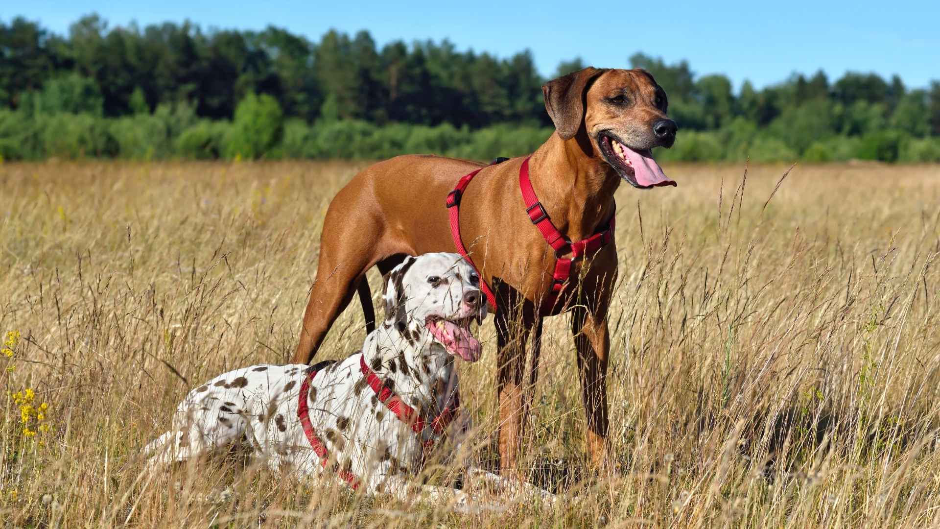 9 Most Confident Hunting Dog Breeds That Excel in the Wild