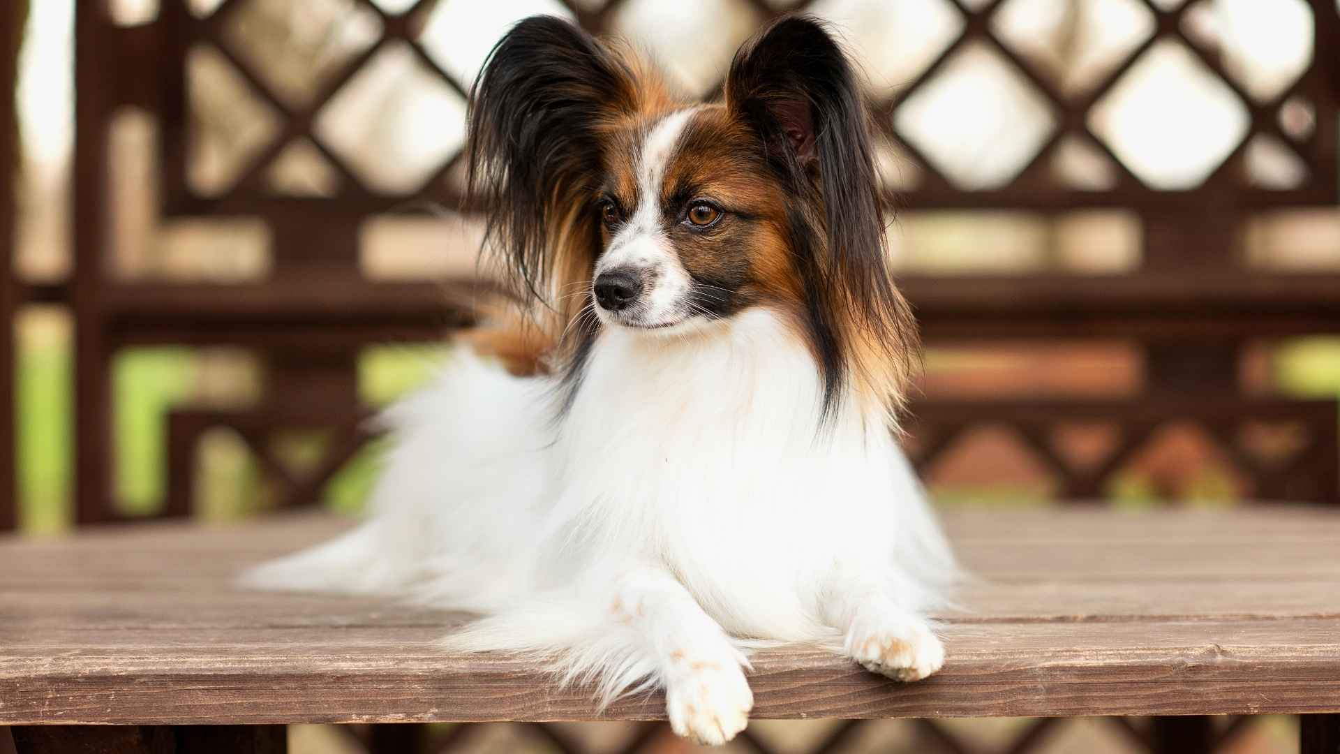 9 Most Gentle Small Dog Breeds That Melt Hearts Everywhere