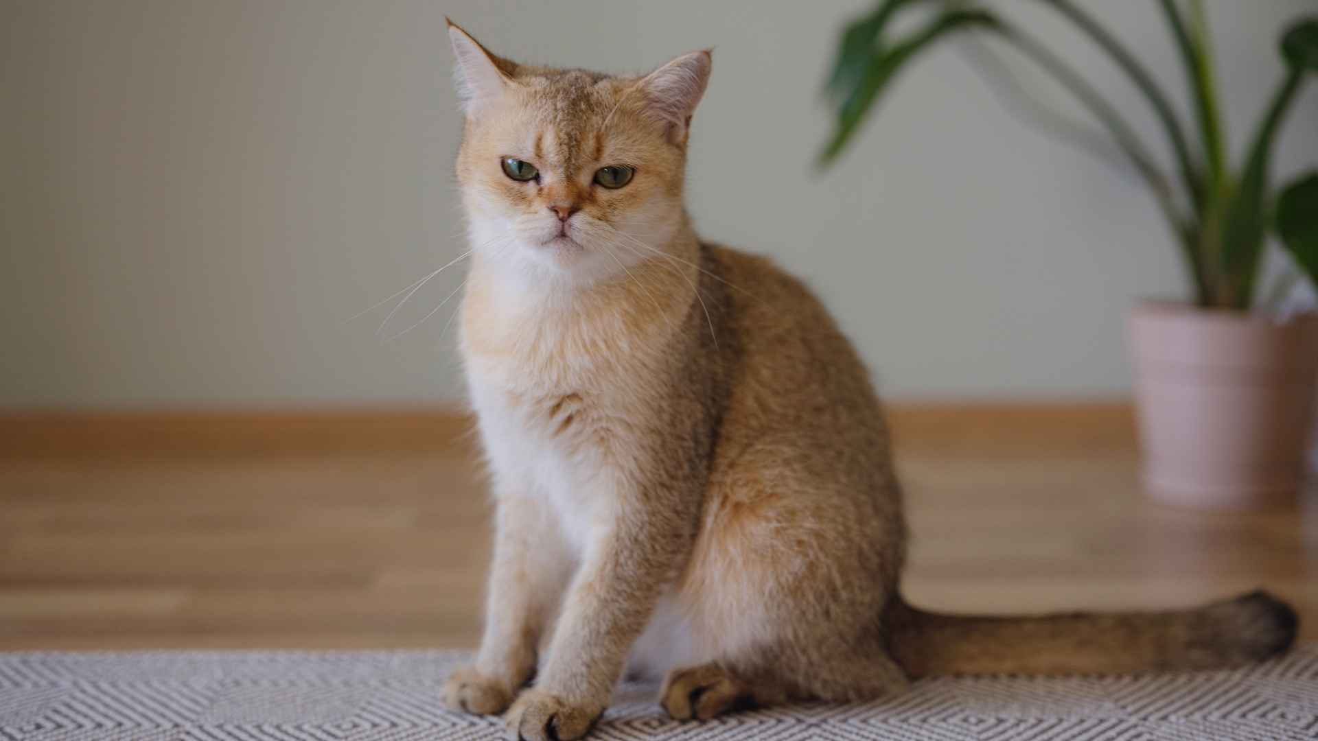 9 Most Subtle Meow Cat Breeds for Affectionate Companions