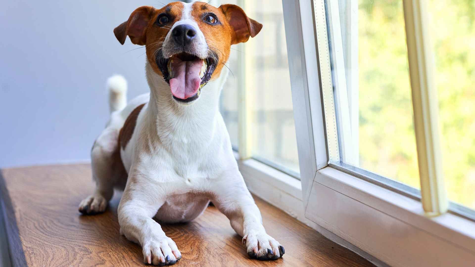 9 Noisiest  Dog Breeds That Will Fill Your Home With Sound and Spirit