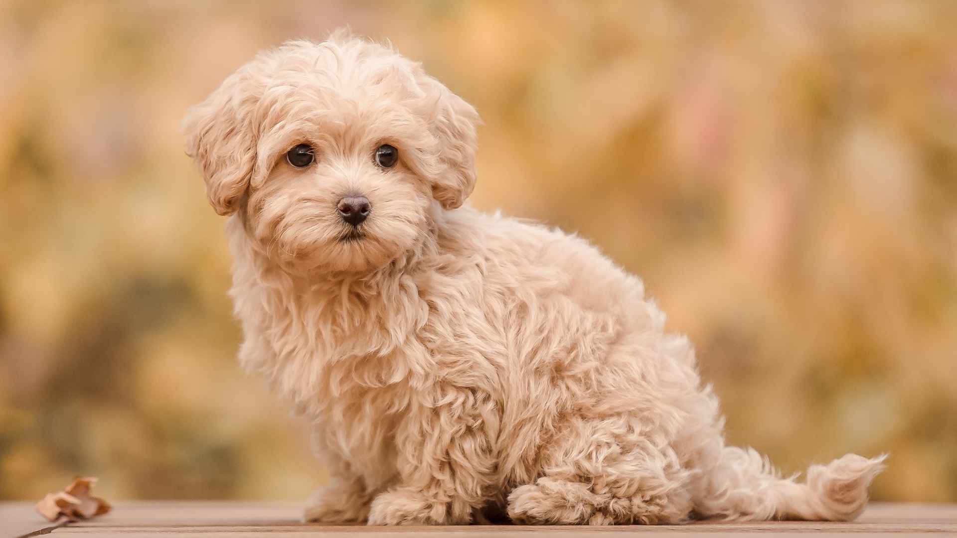 9 Purebred Pocket-Sized Dog Breeds With Big Personalities