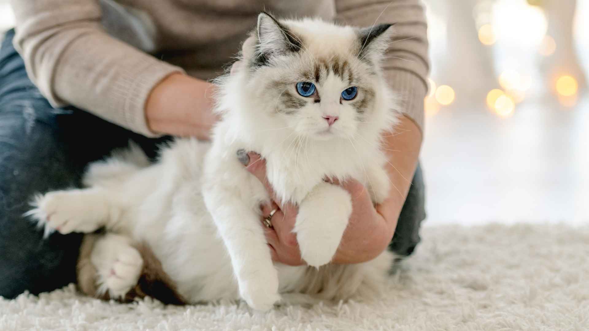 9 Soft Coated Cat Breeds for Ultimate Cuddles