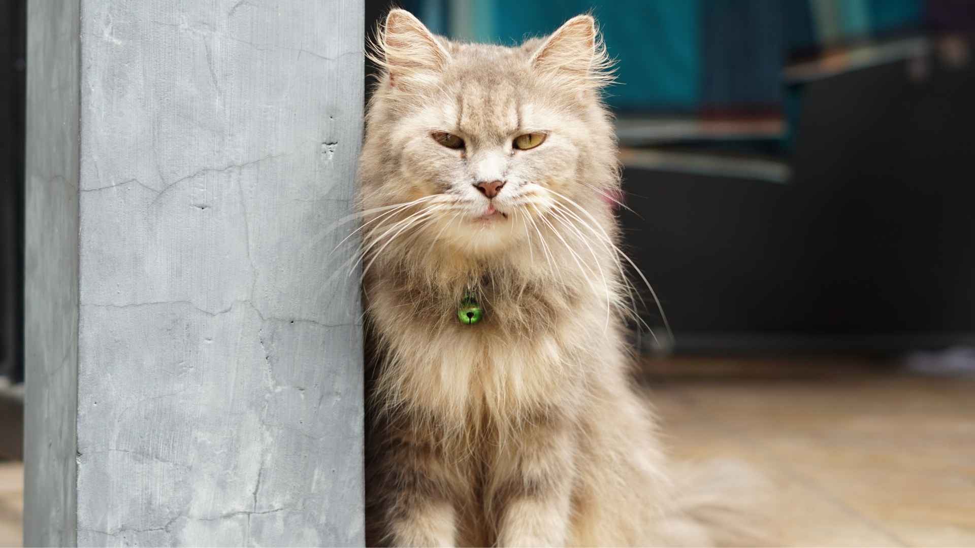 9 Softest Cat Breeds With Plush Fur That’s Perfect for Petting