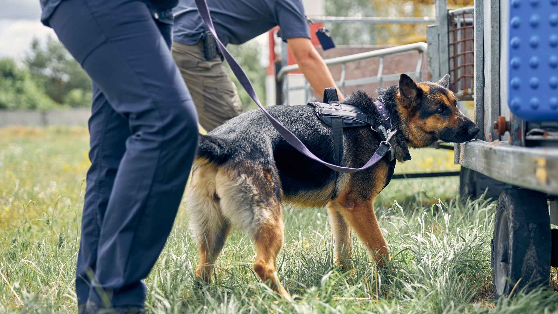 9 Strong Sense of Smell Dog Breeds: Natural Sniffers You’ll Love