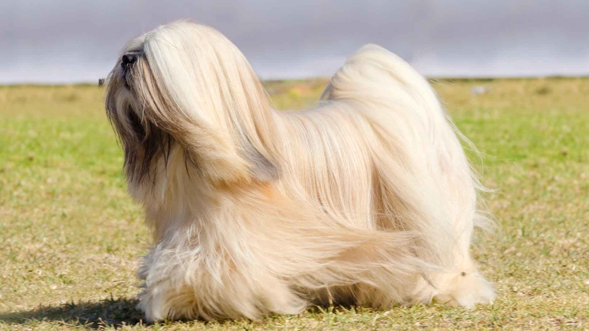 9 Stunning Full Coat Dog Breeds for Fluff Lovers