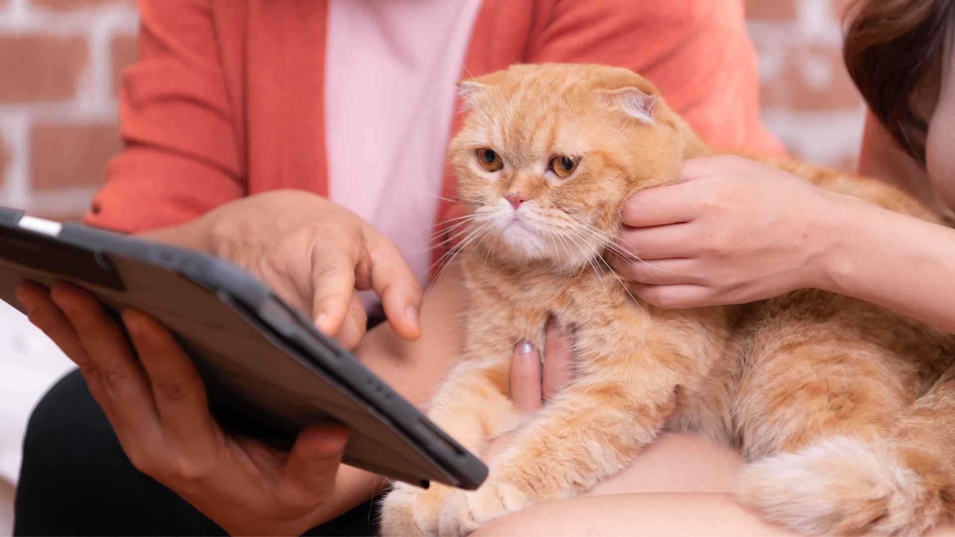 9 Super Smart Cat Breeds That Will Amaze You