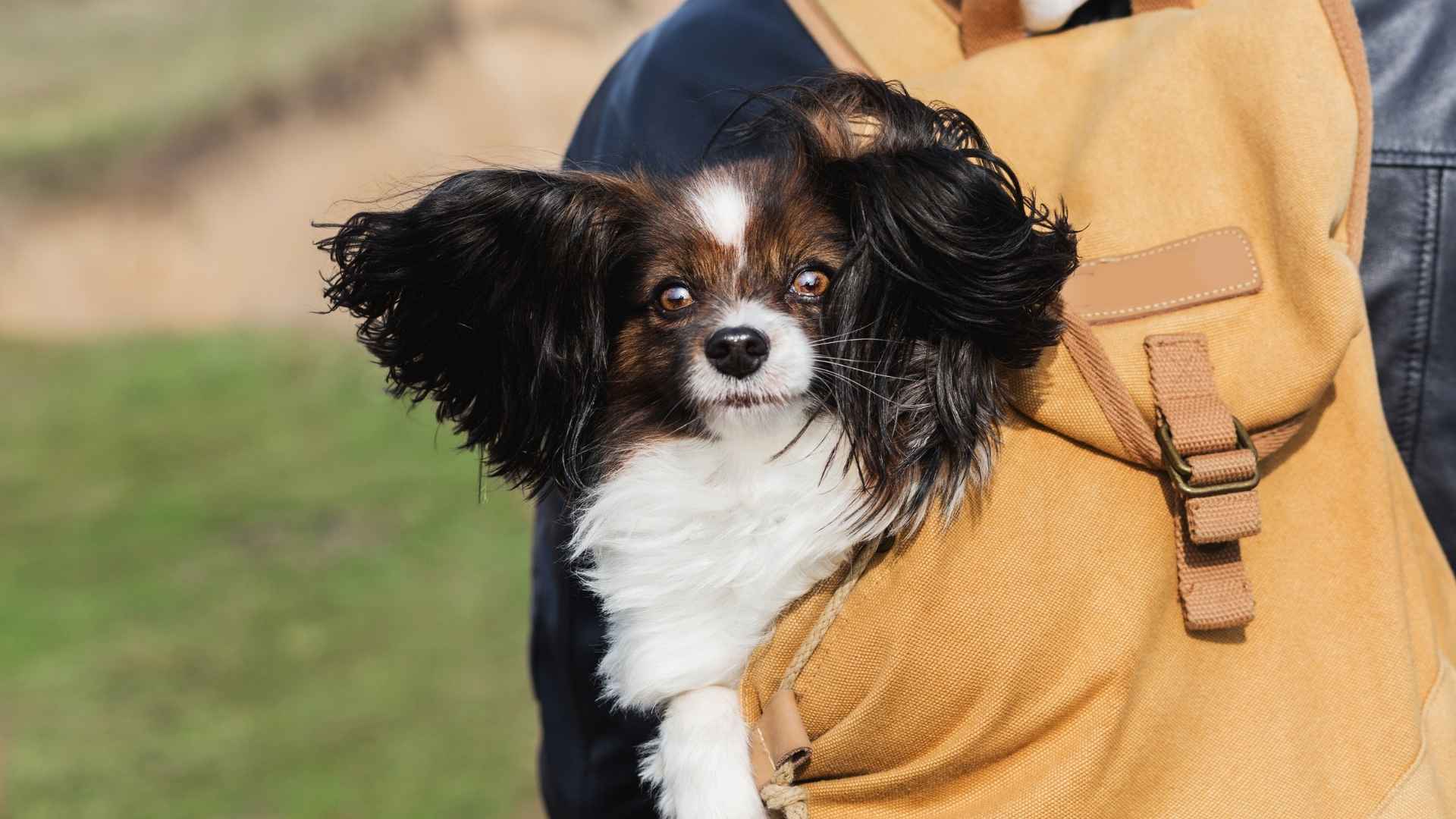 9 Ultra Tiny Petite Dog Breeds You Can Carry in Your Purse