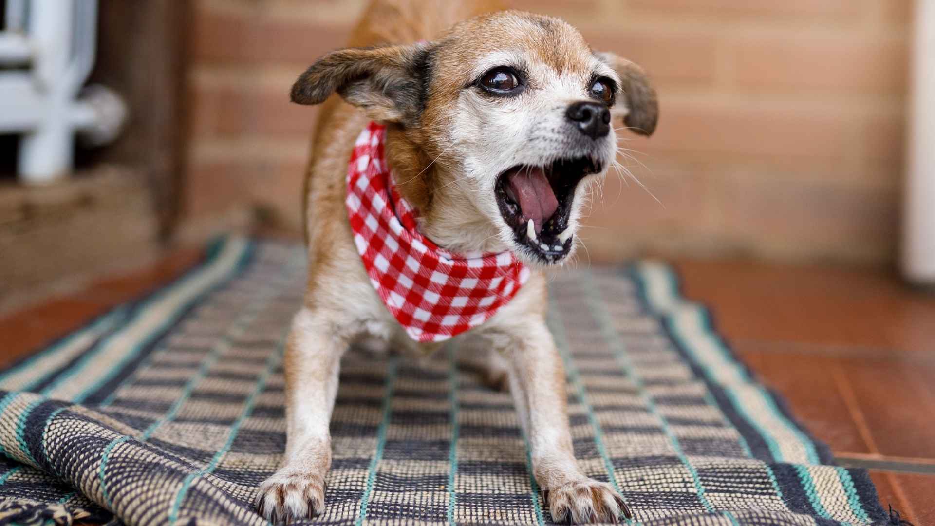 Barking Miniature Dog Breeds