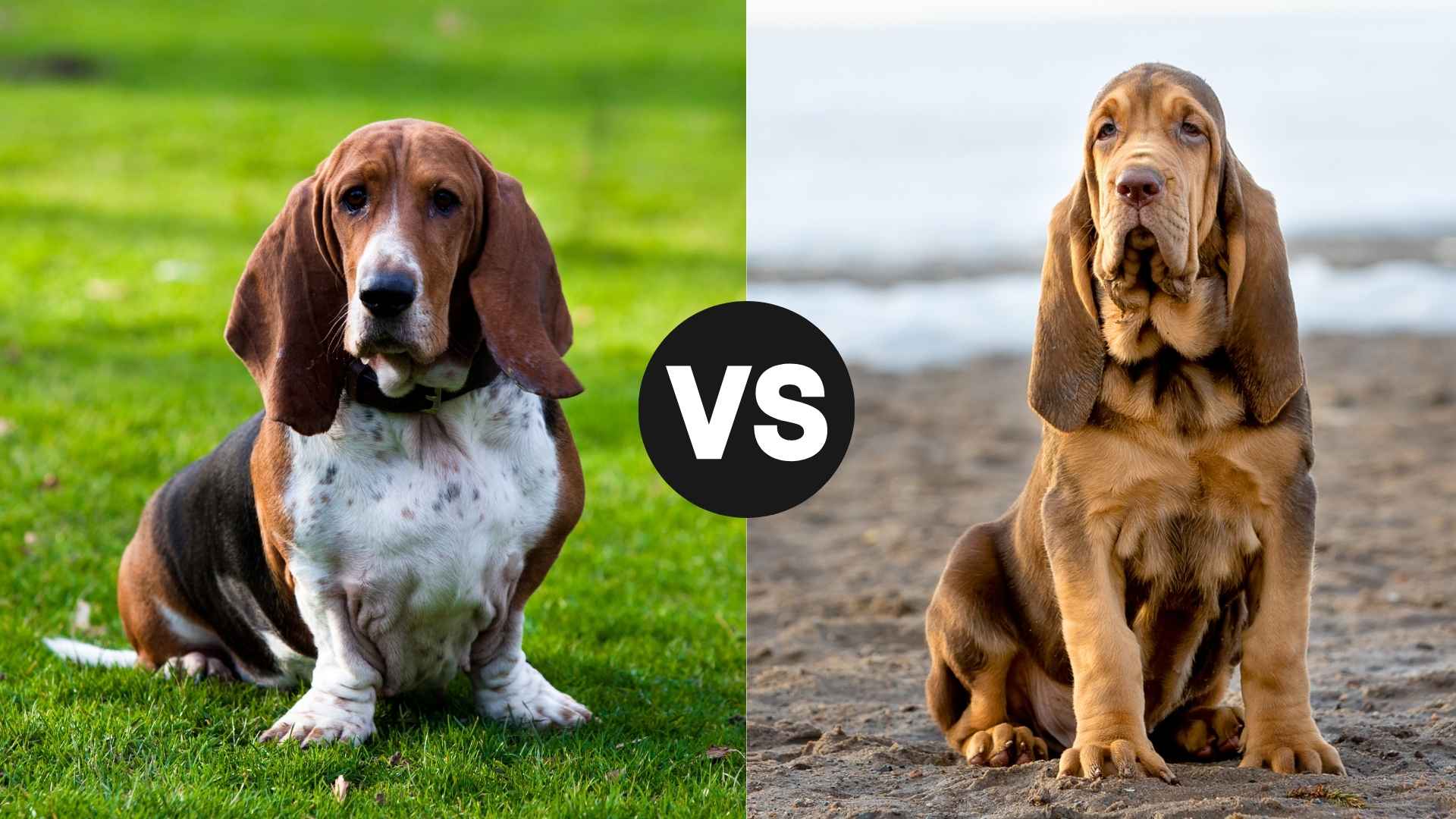 Basset Hound vs. Bloodhound Key Differences and More