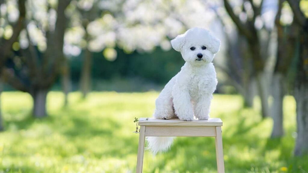 bichon frise