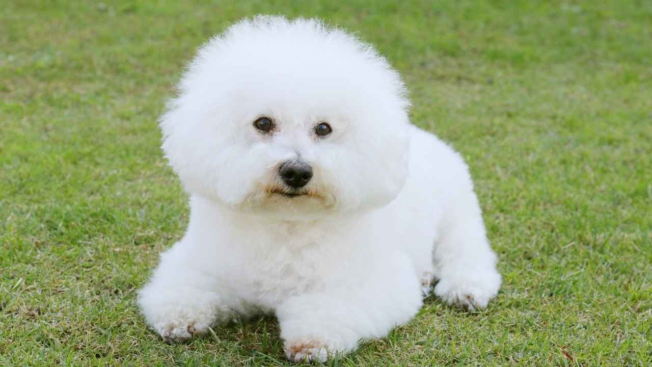 bichon firse