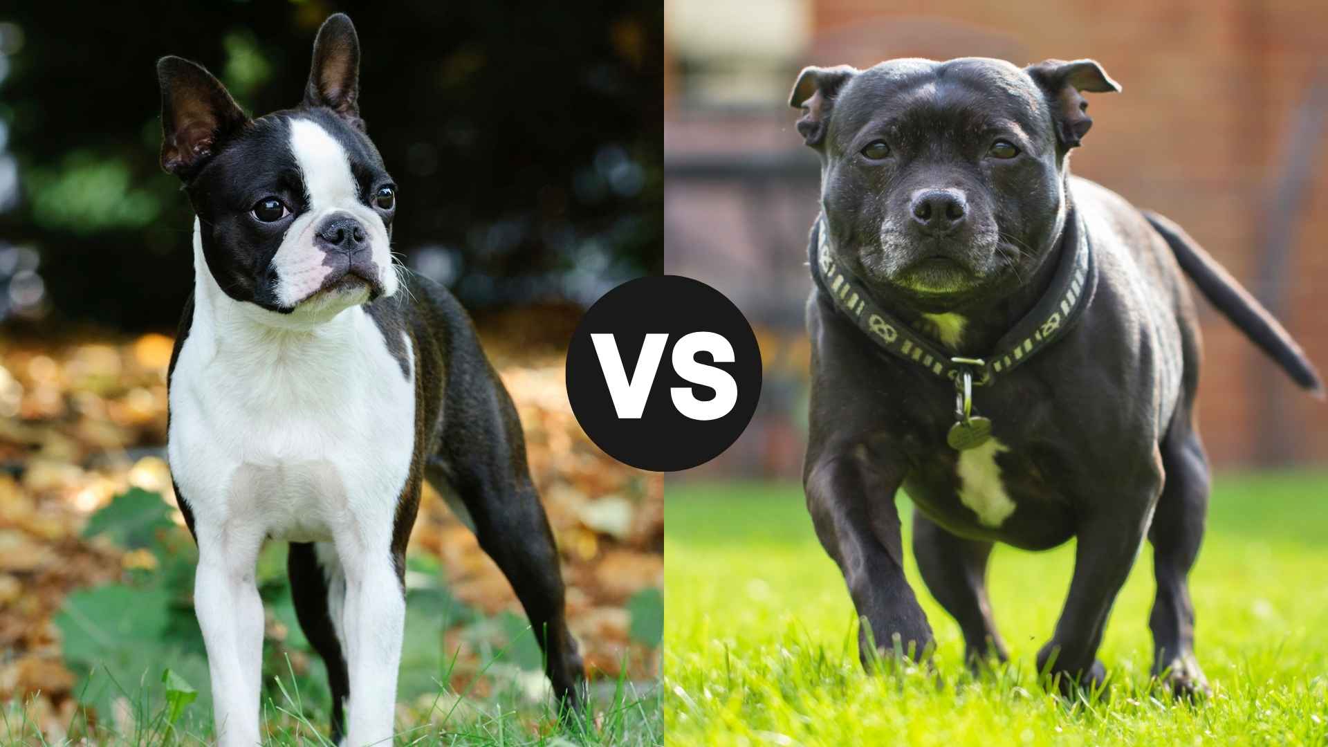 Boston Terrier vs. Staffordshire Bull Terrier: Which Is the Better Companion?