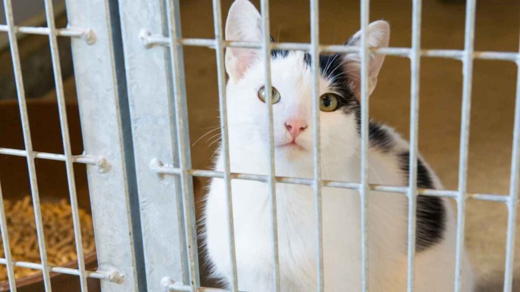 us cat population