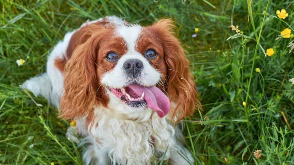 Cavalier-King-Charles-Spaniel-11-1
