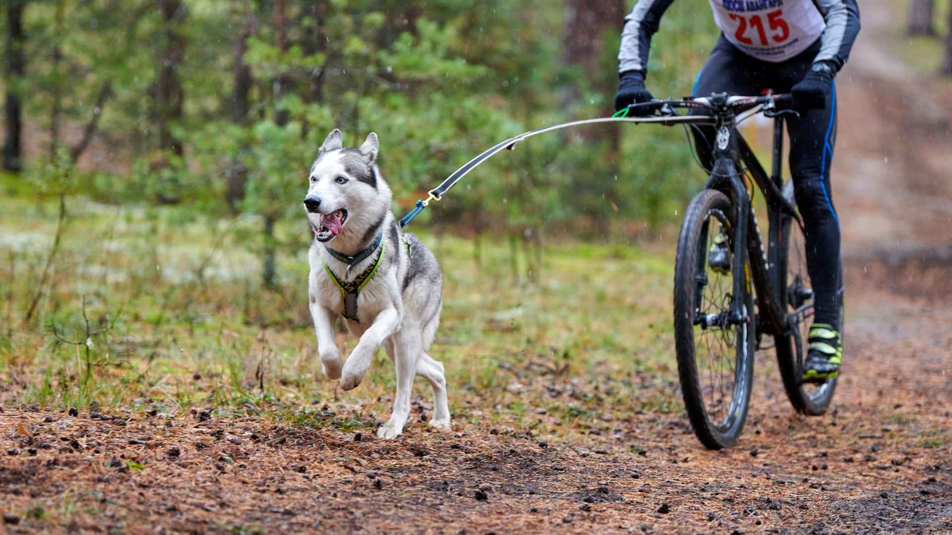 Endurance Dog Breeds