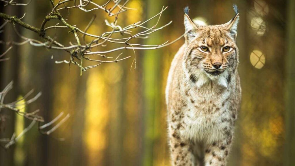 Eurasian Lynx