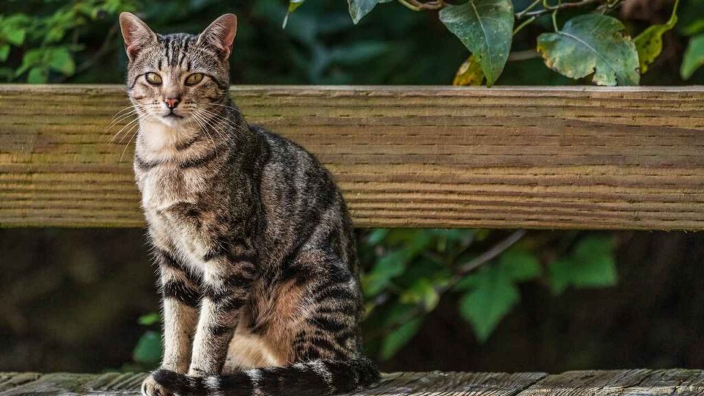 Feral-Cats