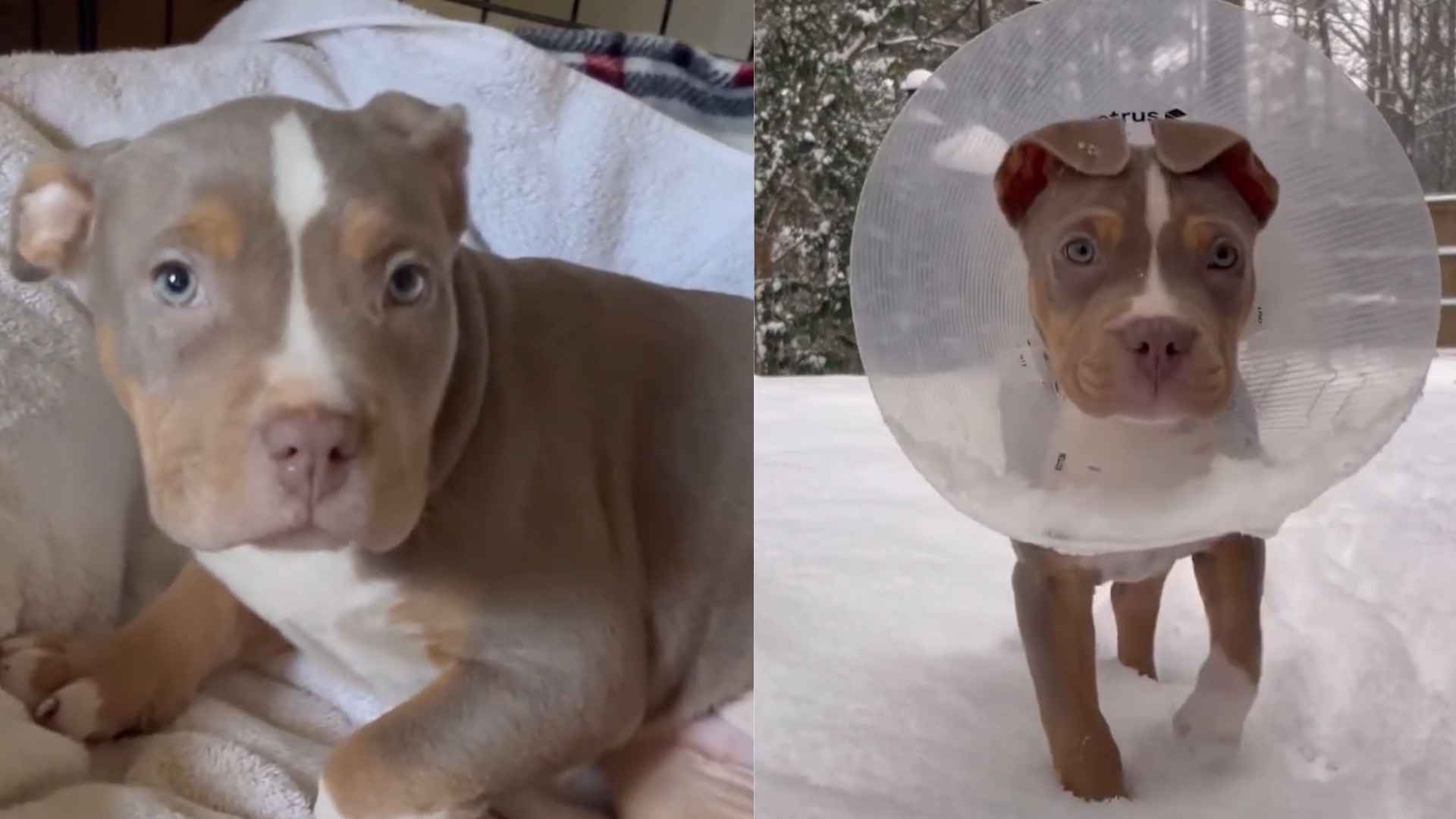 Foster’s Journey From Broken Roads to Healing Hearts