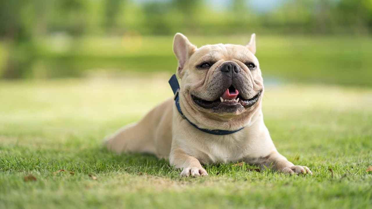 Photo inspiration: 7 Best Quiet Dog Breeds For Apartment Living Photo Inspiration