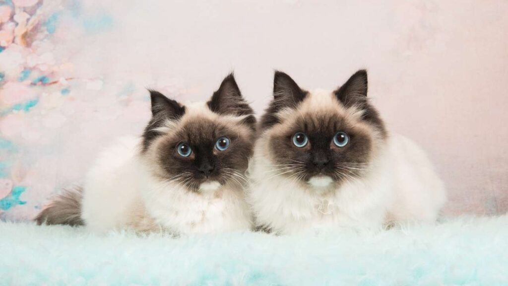 Furry-Feline-Facts