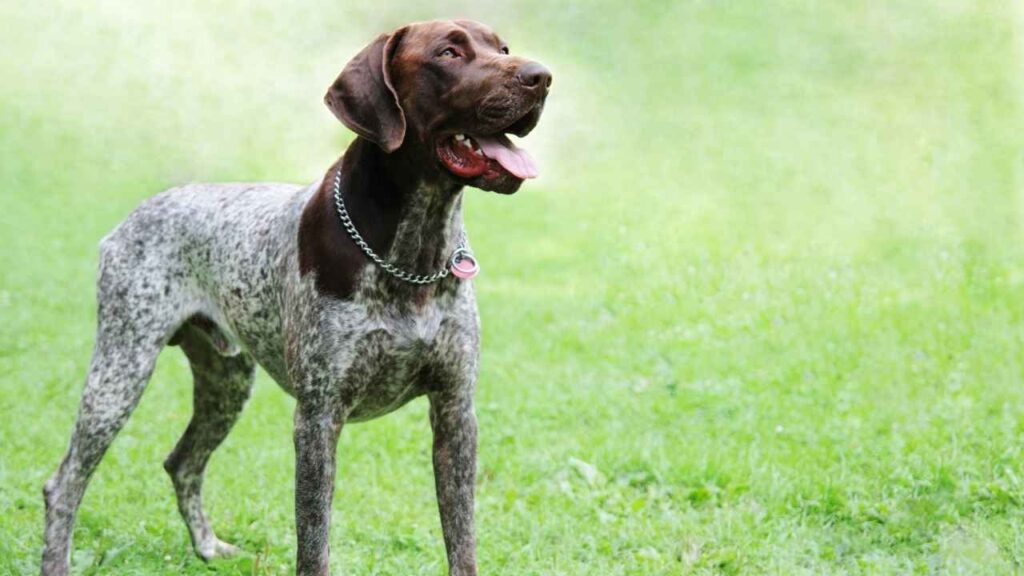 German Short-Haired Pointer