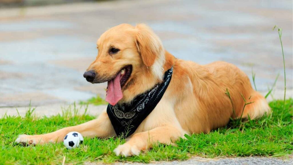 golden retriever