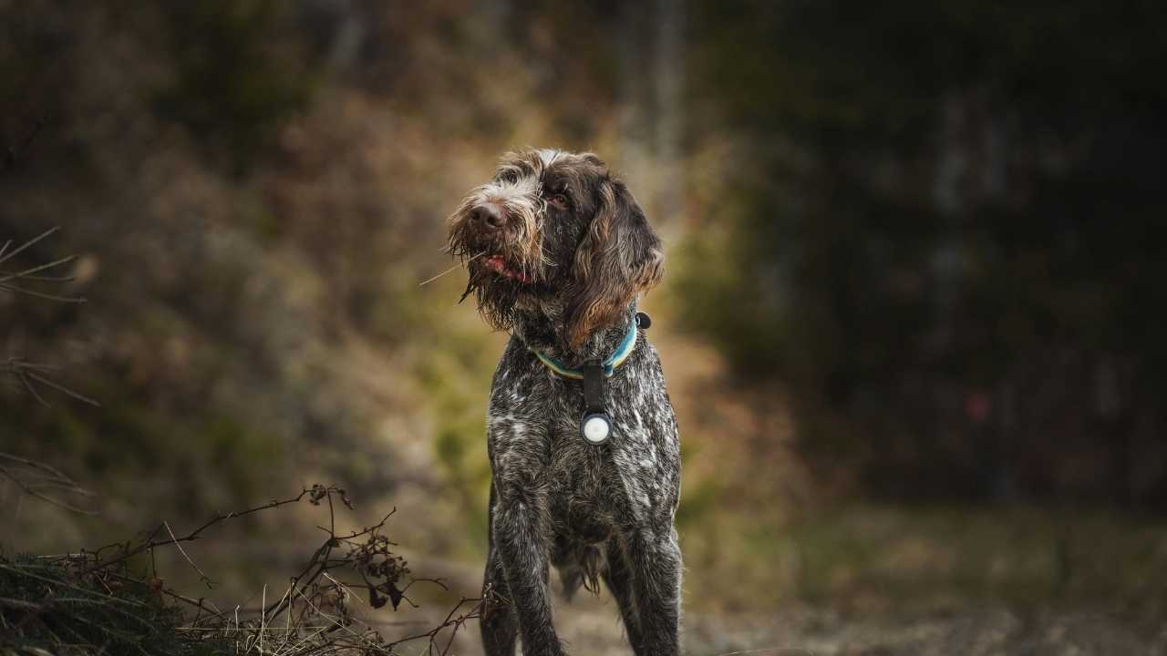 Griffon Nivernais