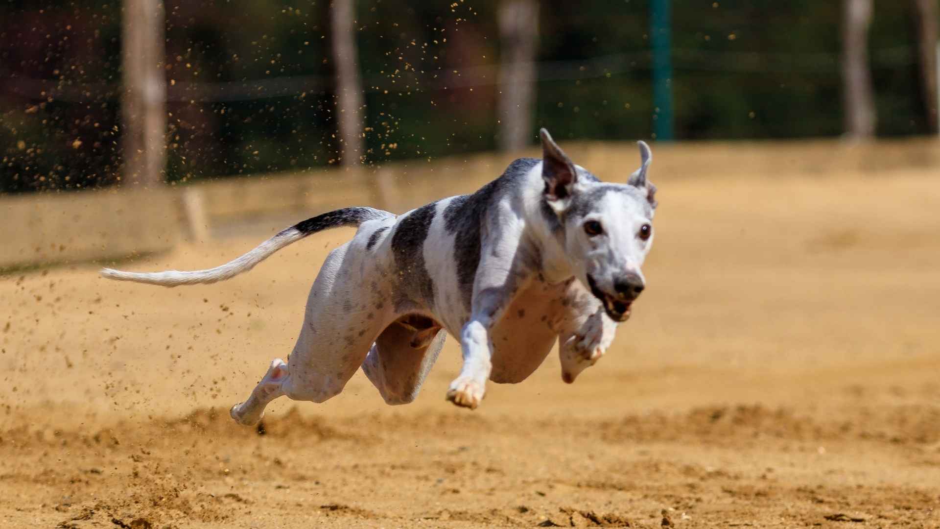 High Speed Dog Breeds
