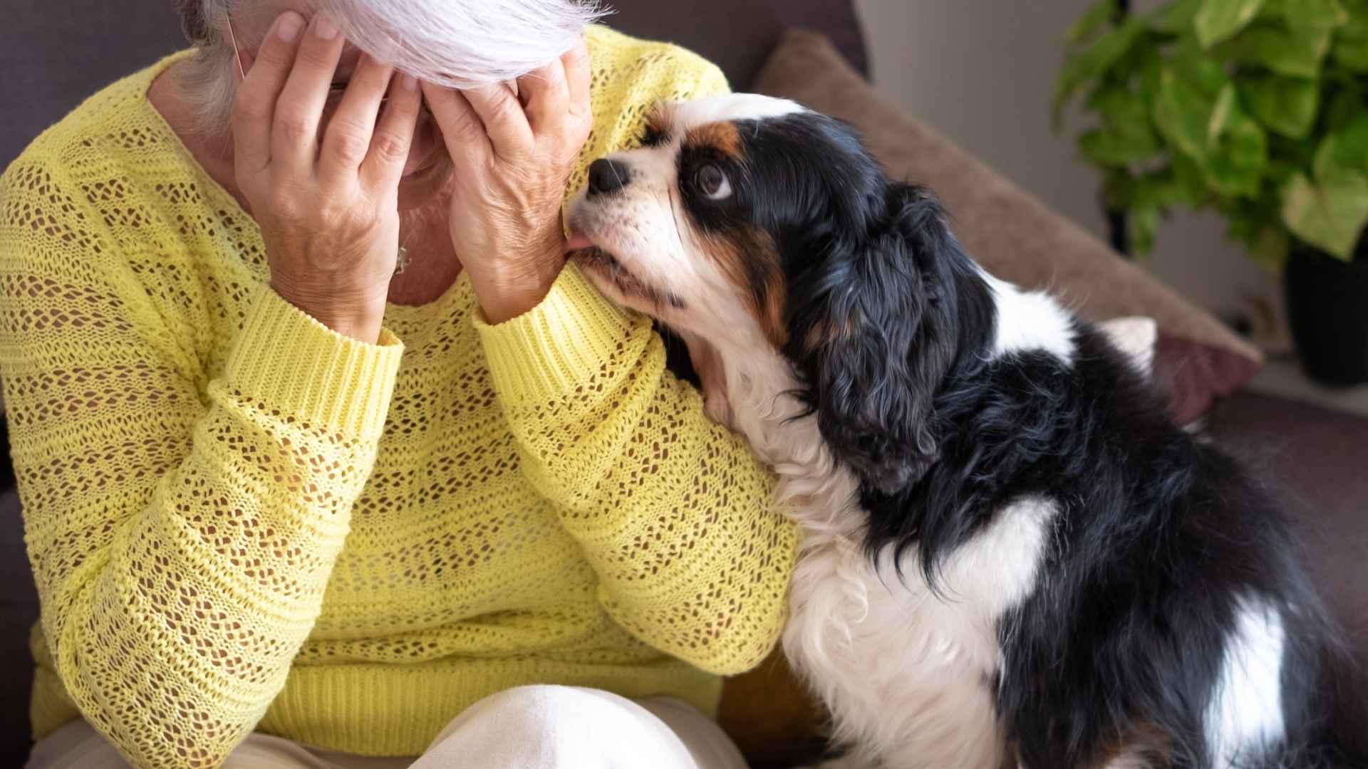 Highly Emotionally Aware Dog Breeds