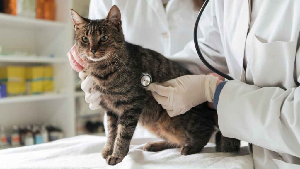 us cat population