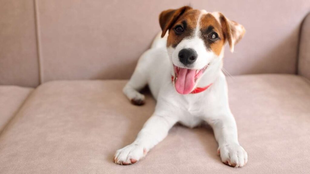 Jack Russel Terrier