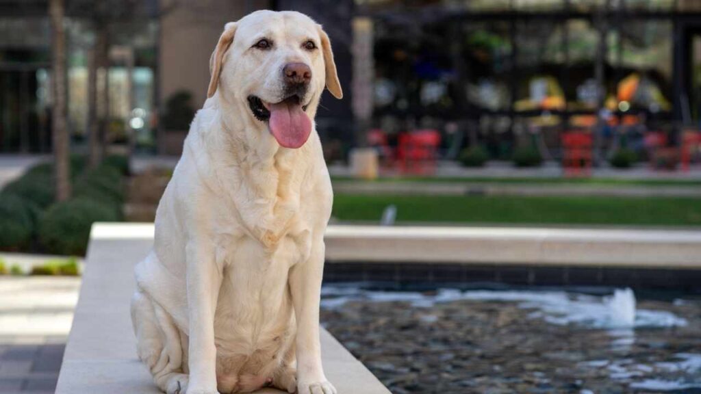 Labrador