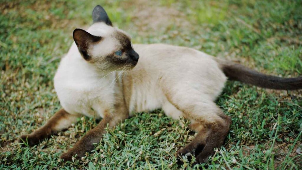 Light-Colored Siamese Cat