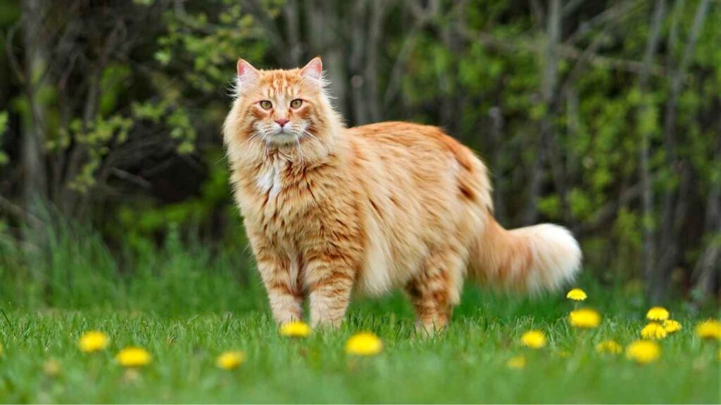 Maine-Coon