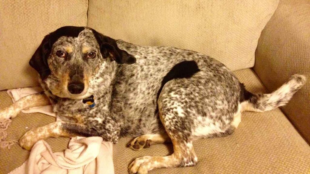 hound dog