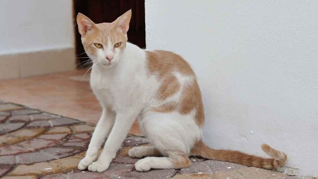 Nile Valley Egyptian Cat