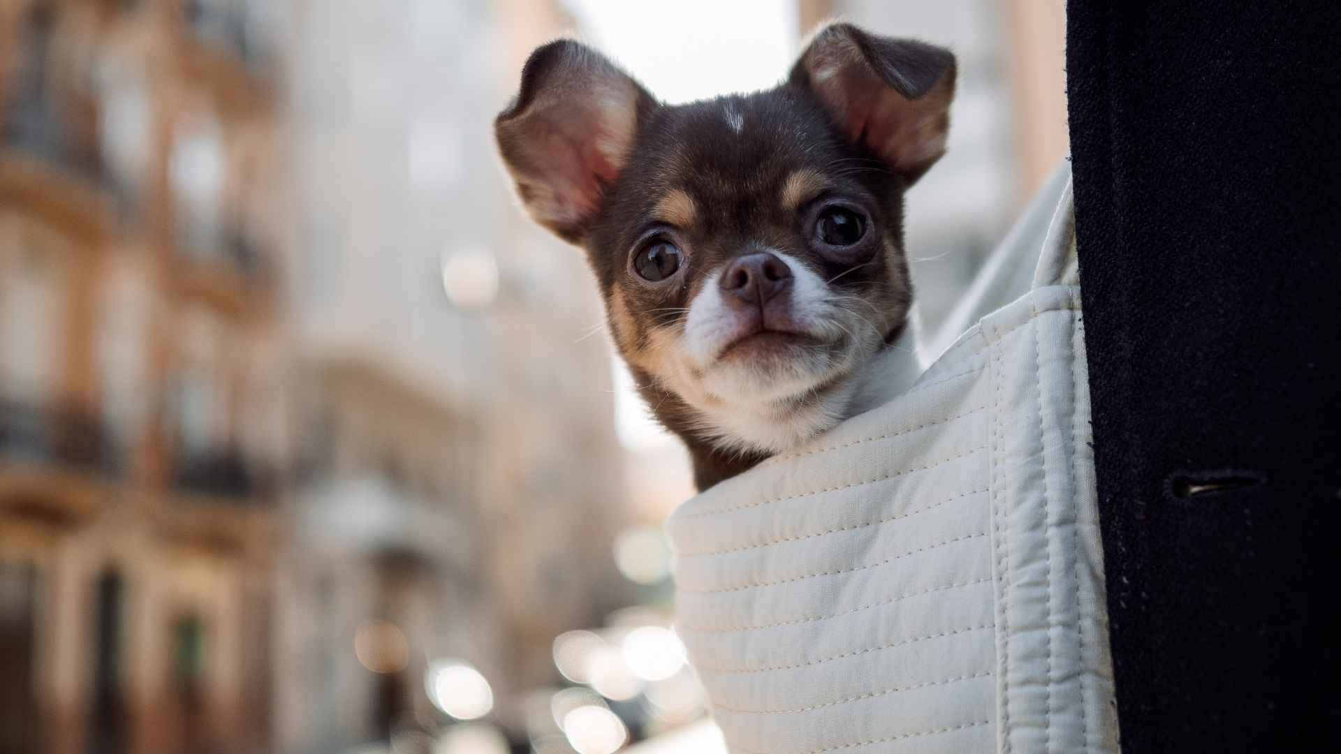 Pocket-Sized Dog Breeds