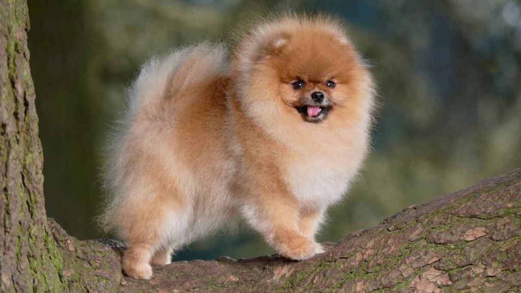 Pomeranian