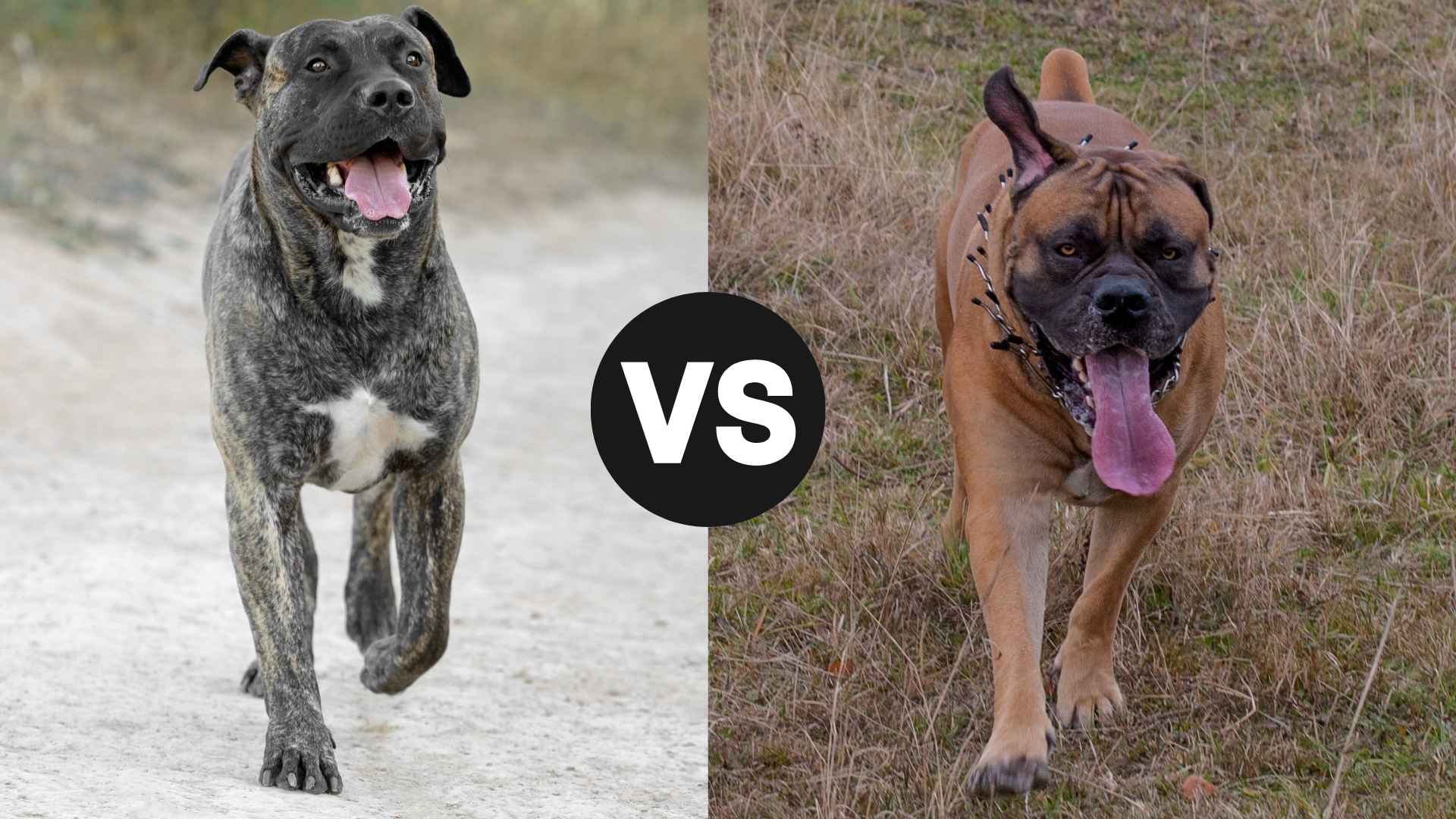 Presa Canario vs. Boerboel Which Guard Dog Reigns Supreme