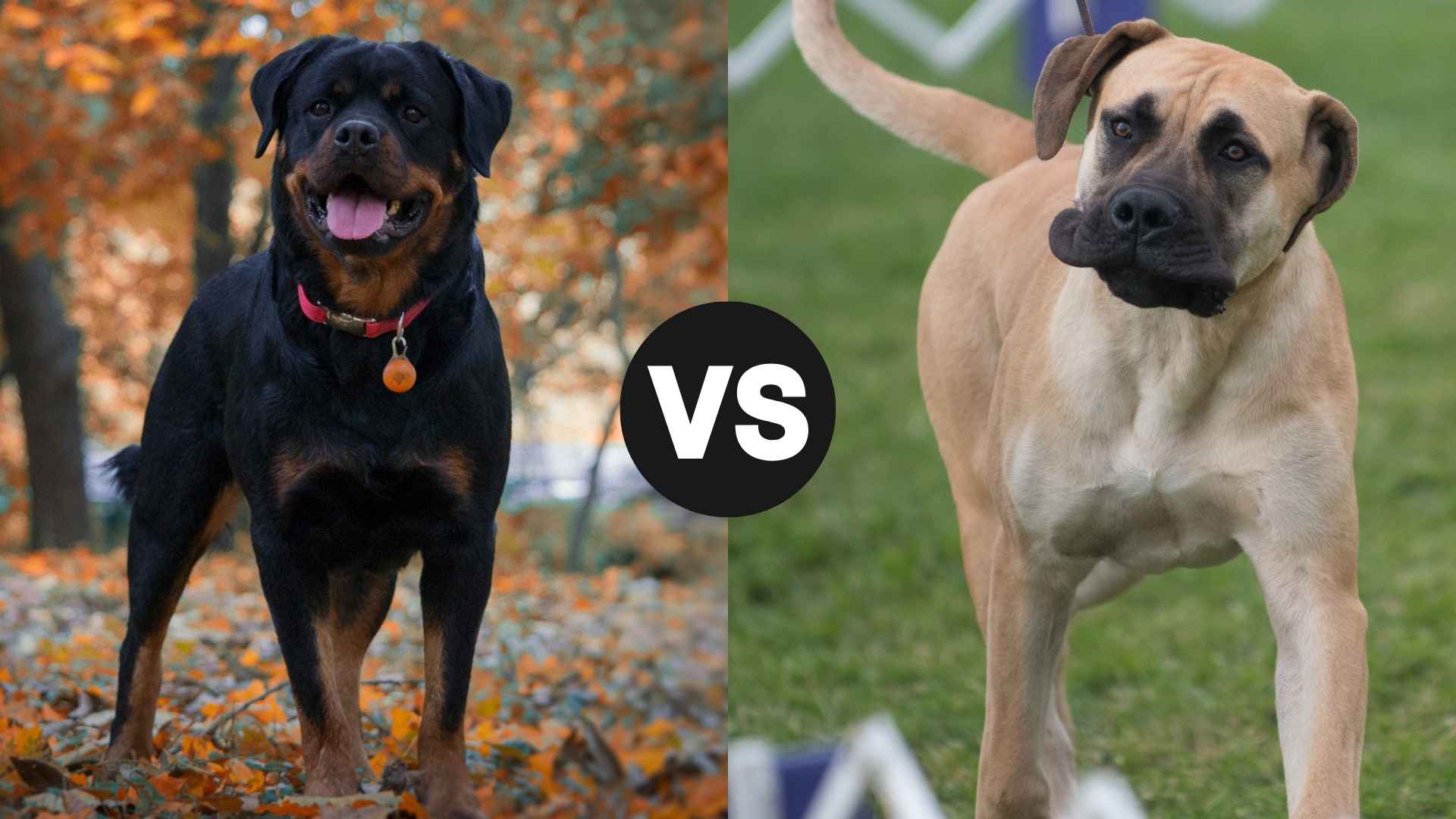 Rottweiler vs. Mastiff: Comparing Two Giants