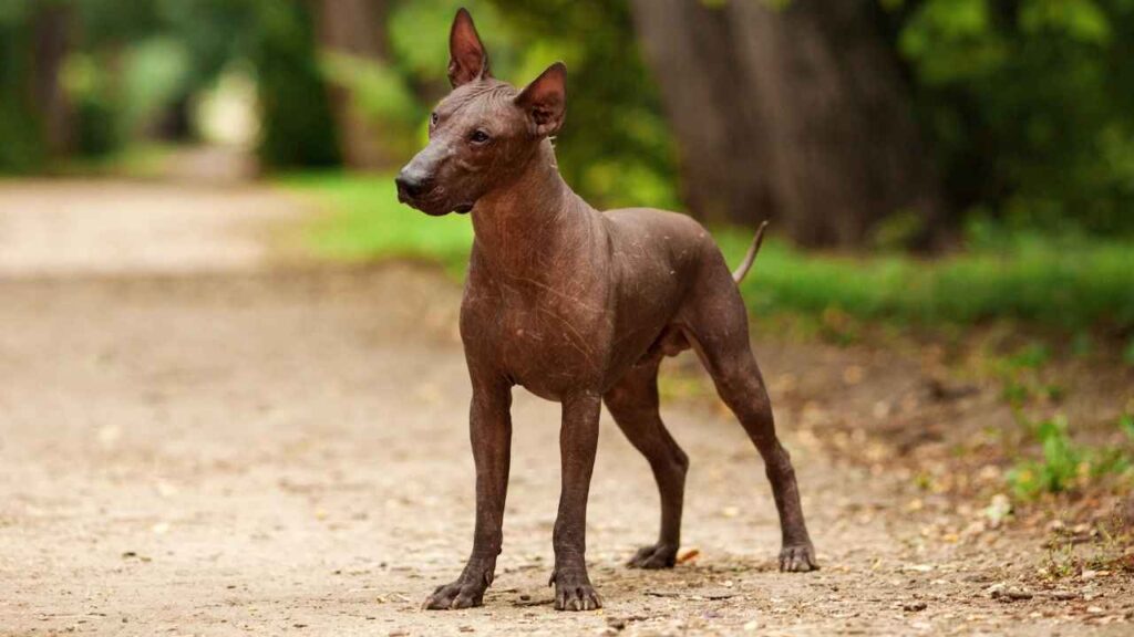 Standard Xoloitzcuintli