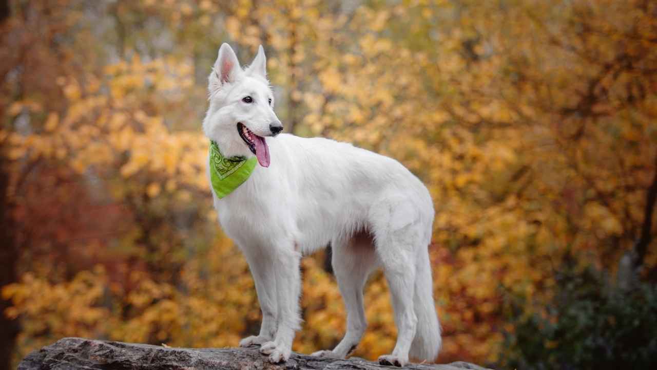 White Swiss Shepherd