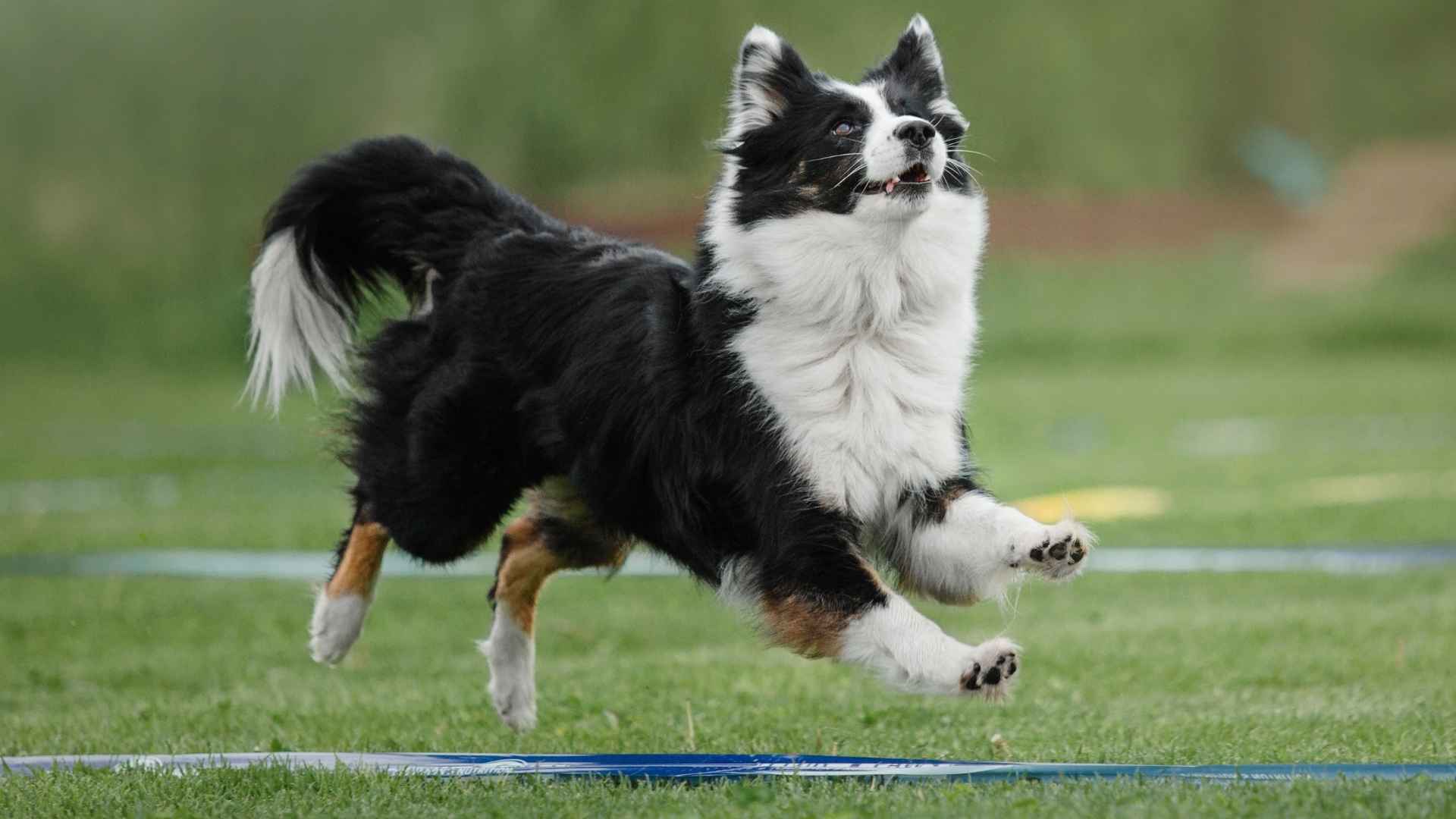 Top 10 Conditioned Athlete Dog Breeds for Sports & Adventure