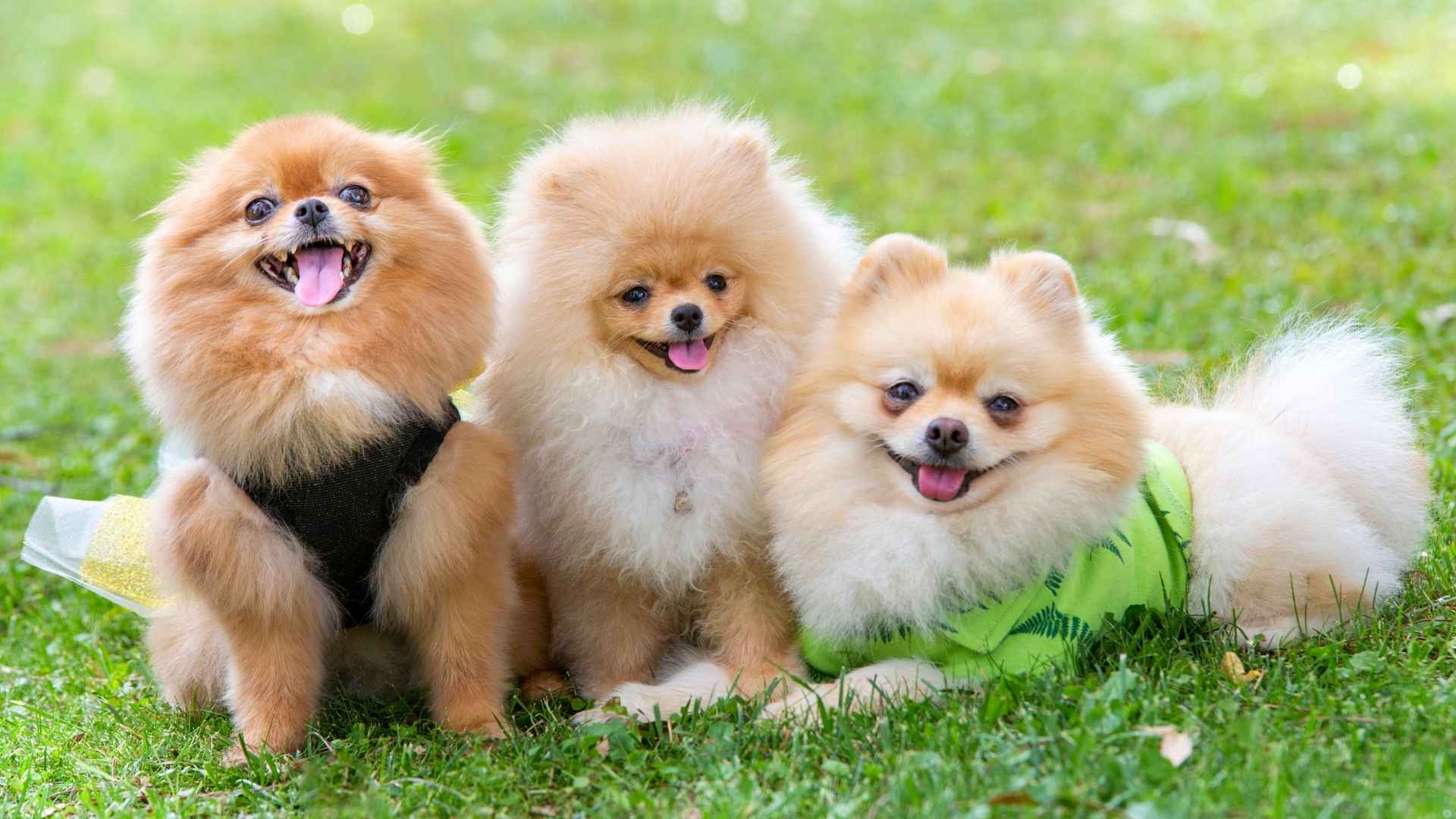 Cutest Puppy In The World Wallpaper 9 Cutest Tiny Little Dog Breeds Cutest Puppy In The World Wallpaper 9 Cutest Tiny Little Dog Breeds