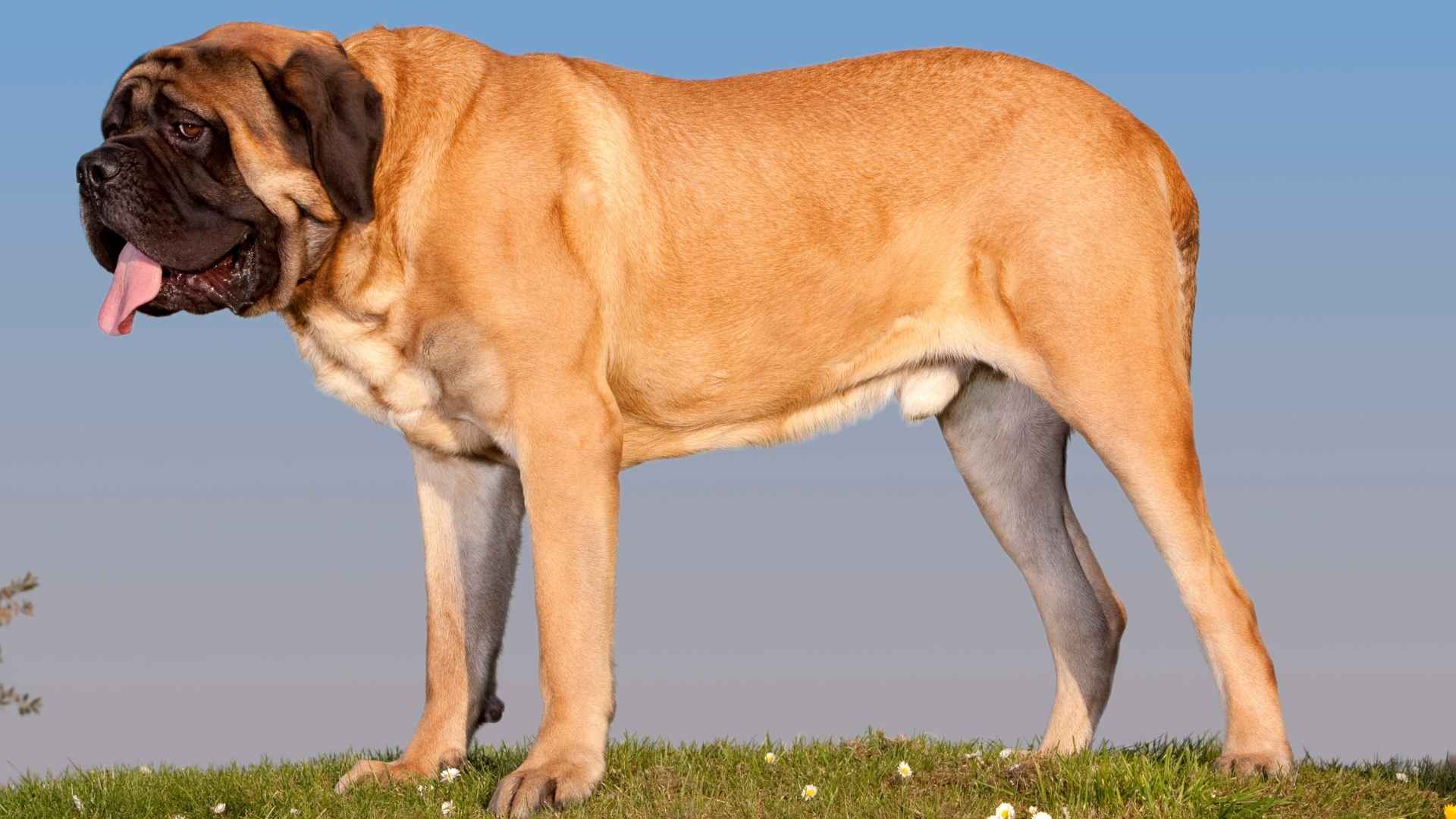 Top 10 Full-Grown Giant Dog Breeds You Must Know About